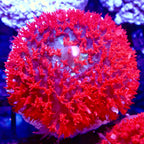 Saint Thomas Mushroom