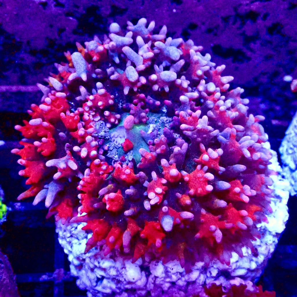 Saint Thomas Mushroom