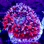 Saint Thomas Mushroom