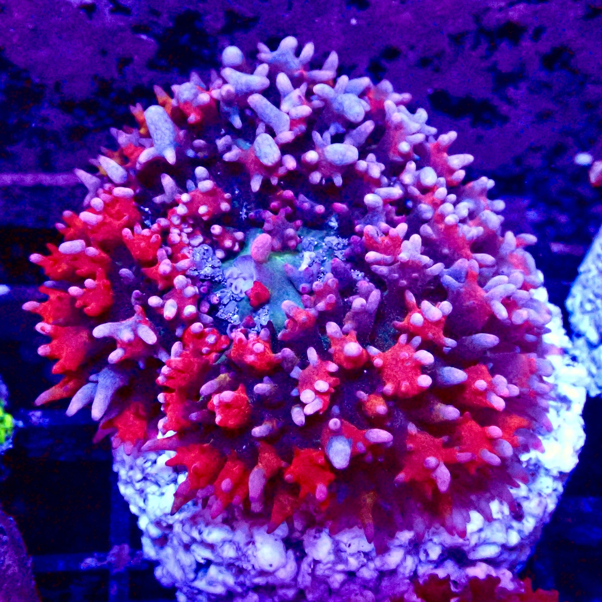 Saint Thomas Mushroom