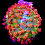 Saint Thomas Mushroom