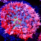 Saint Thomas Mushroom