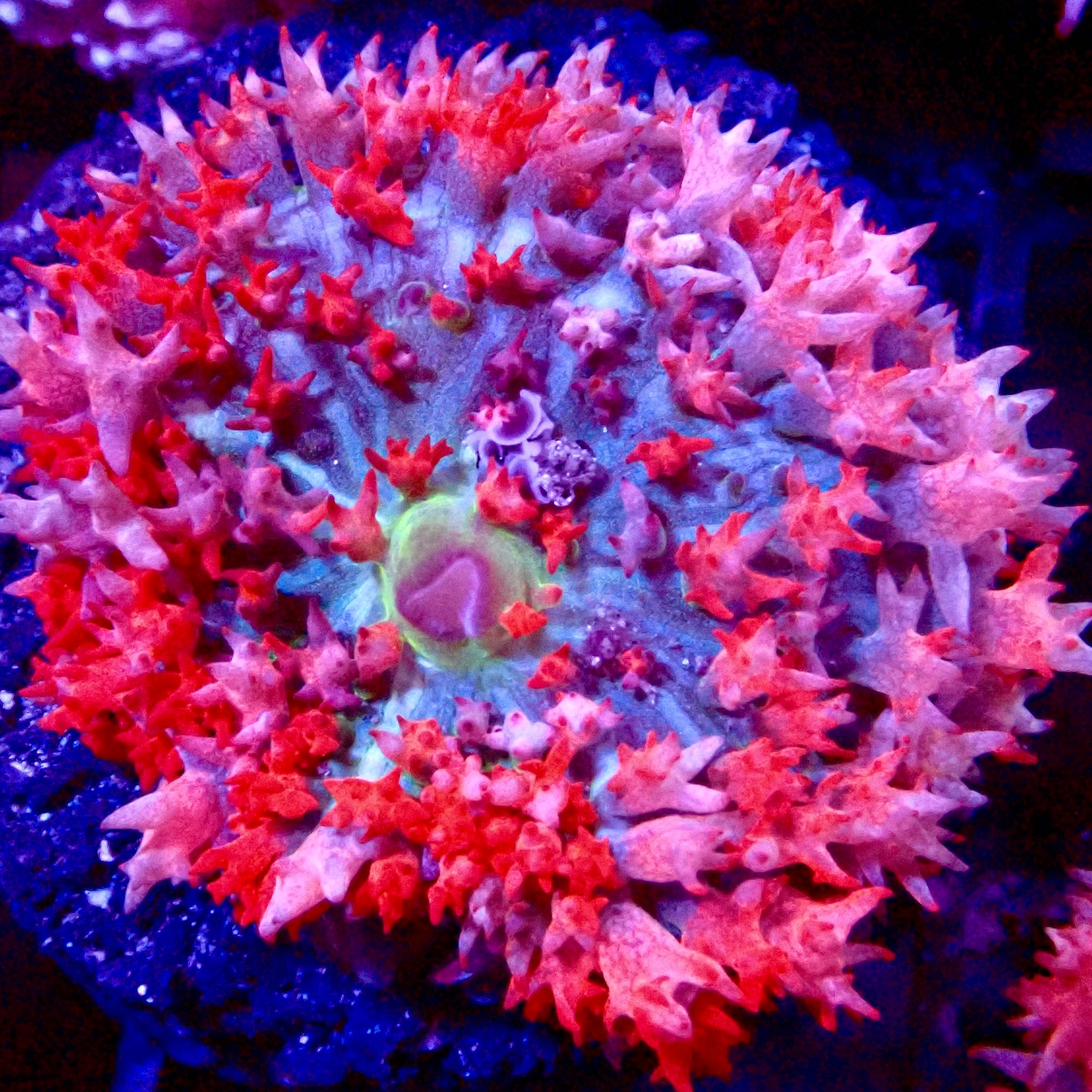 Saint Thomas Mushroom