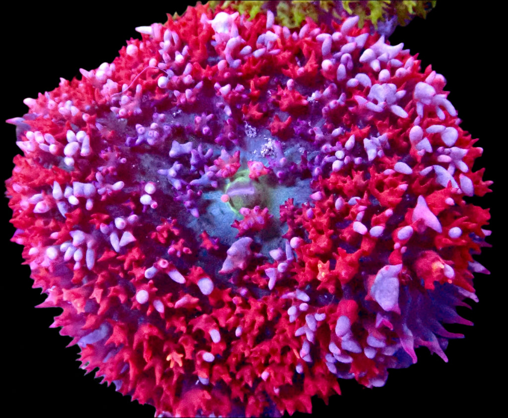 Saint Thomas Mushroom