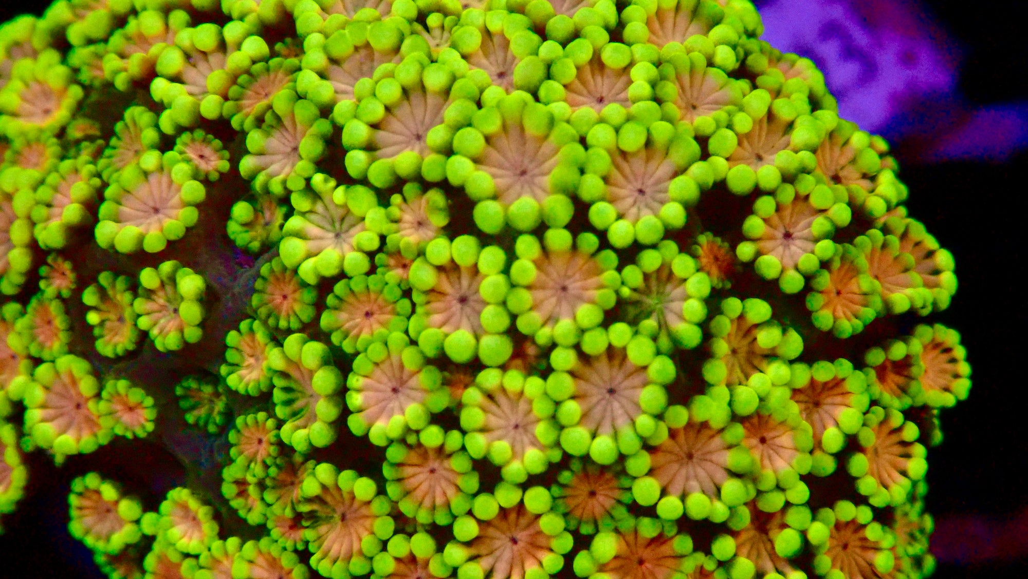 Alveopora petite colonie