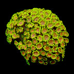 Alveopora petite colonie