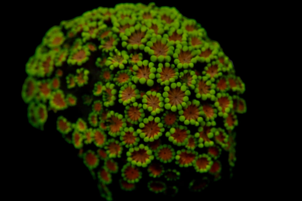 Alveopora petite colonie