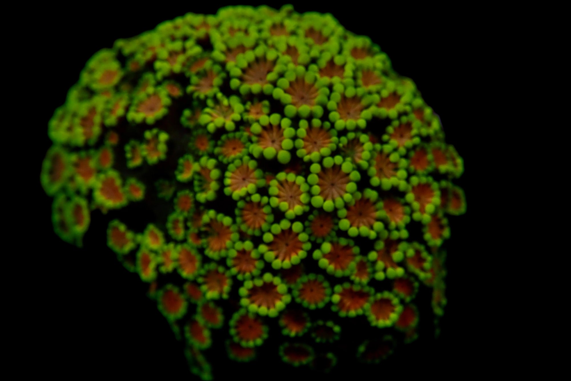 Alveopora petite colonie