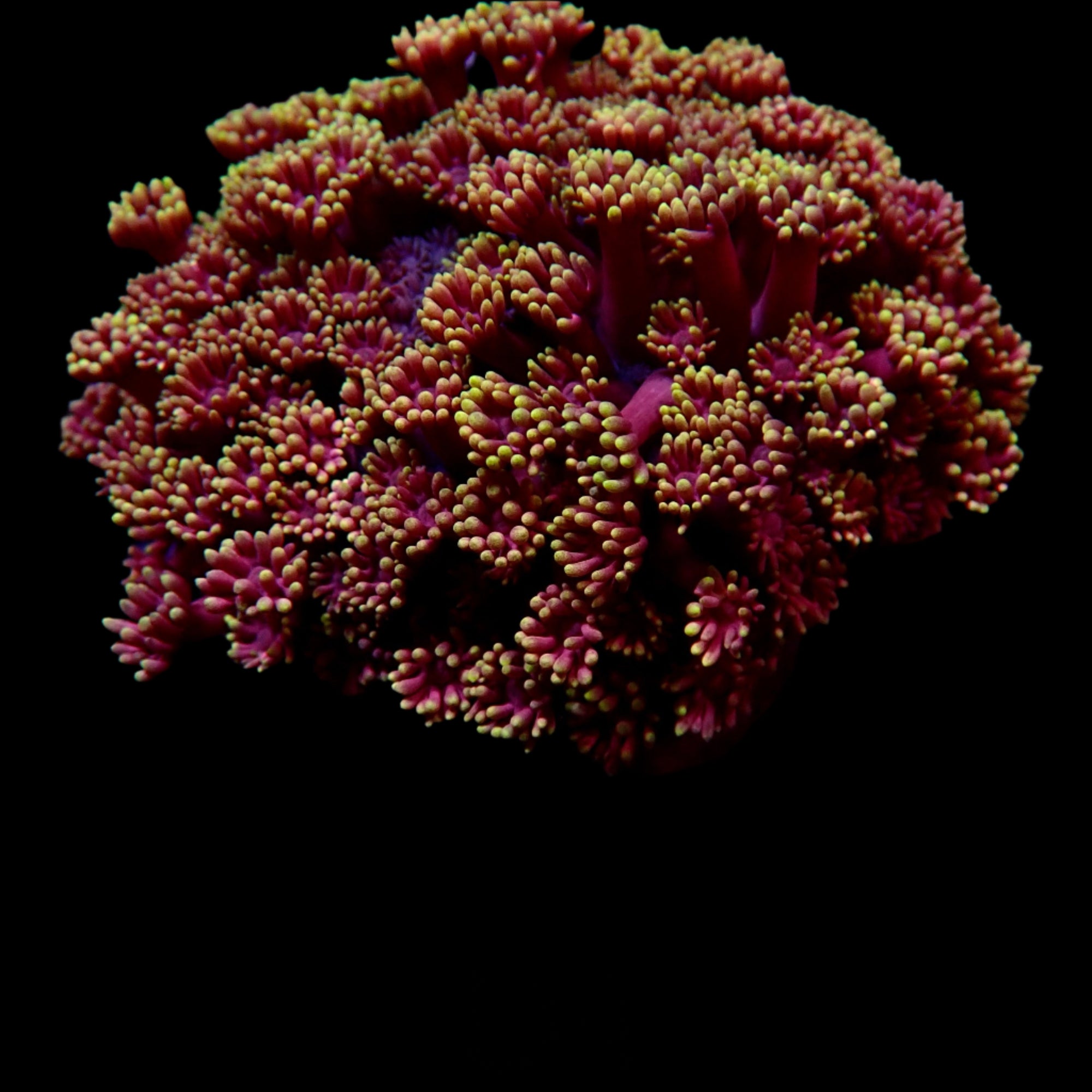 Goniopora Jewel Rainbow Fire Cracker Petite Colonie
