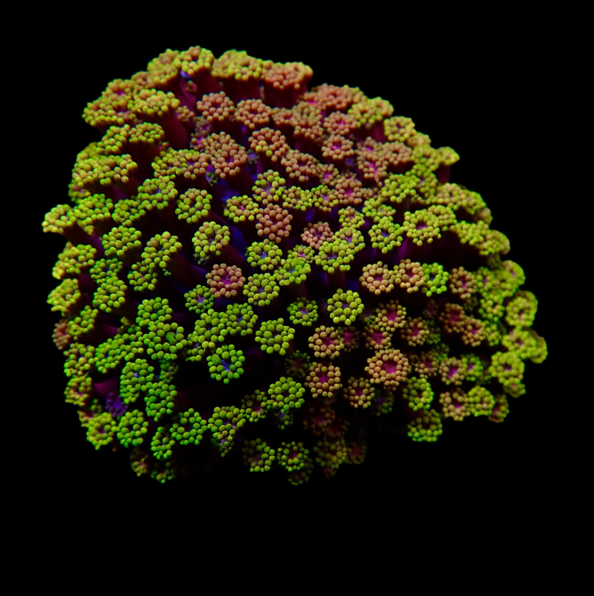 Goniopora Jewel Rainbow Petite Colonie