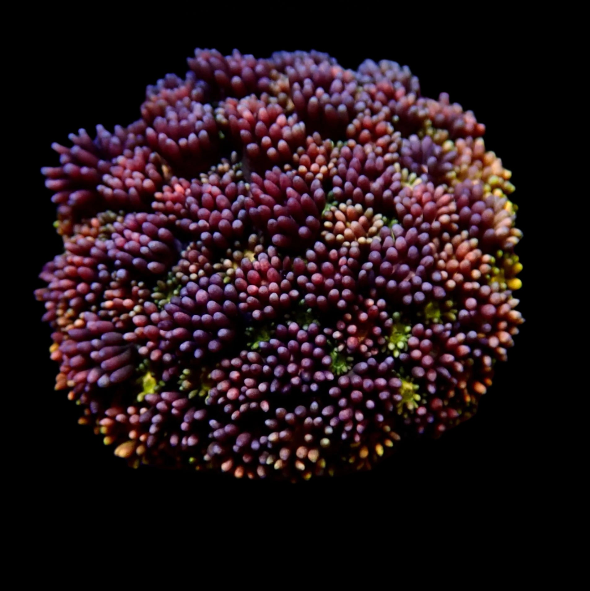Goniopora Jewel Rainbow Petite Colonie