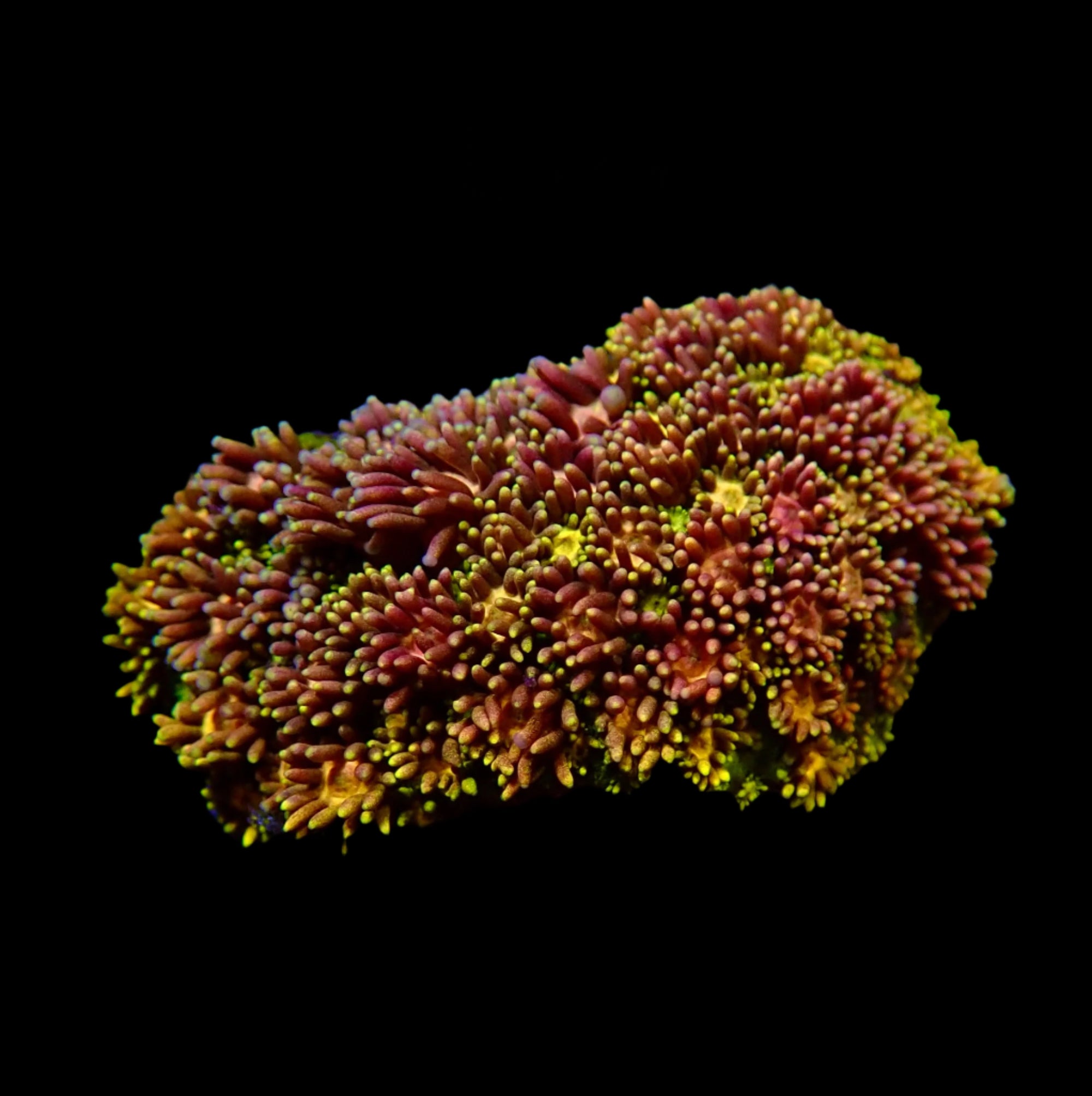Goniopora Jewel Rainbow Petite Colonie