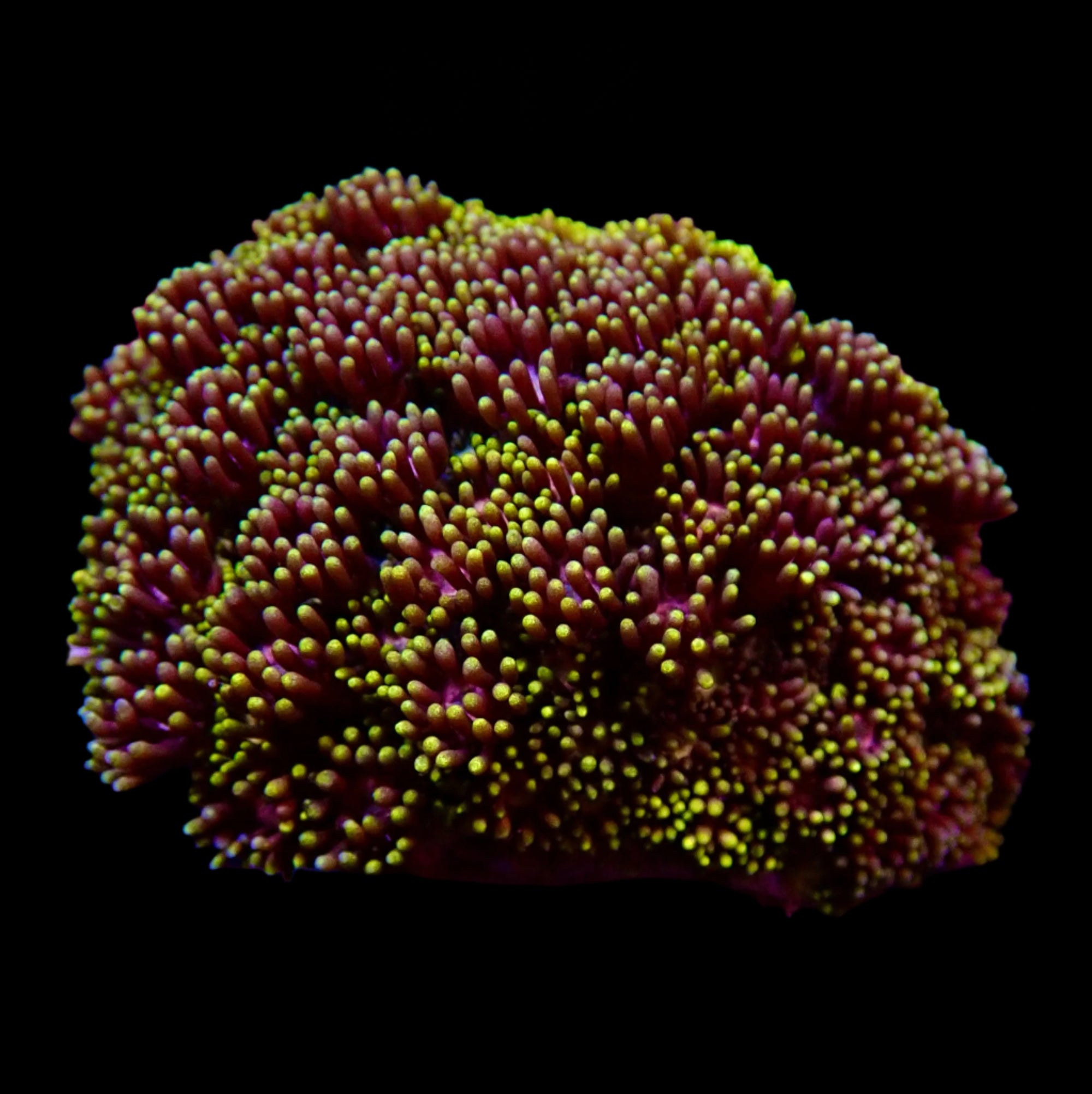 Goniopora Jewel Rainbow Petite Colonie