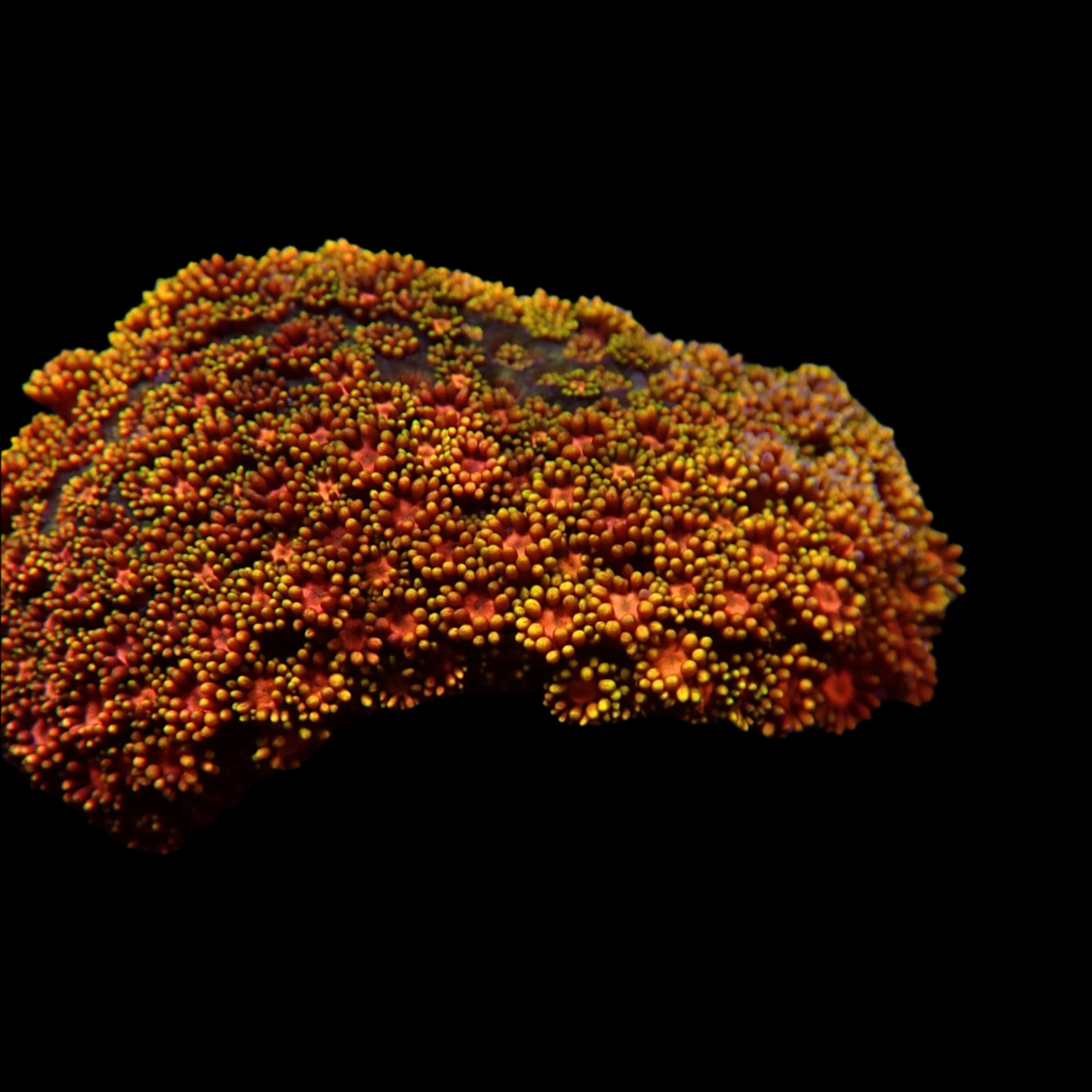 Goniopora Jewel Rainbow Fire Cracker