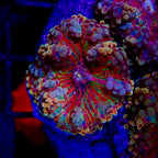 Red Flakes Yuma chaque tete