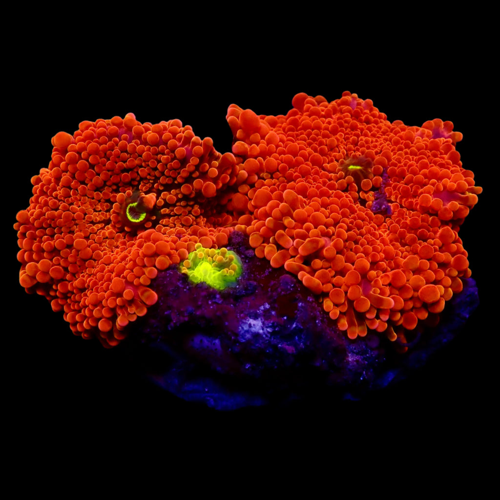Ultra Flash Orange Yuma