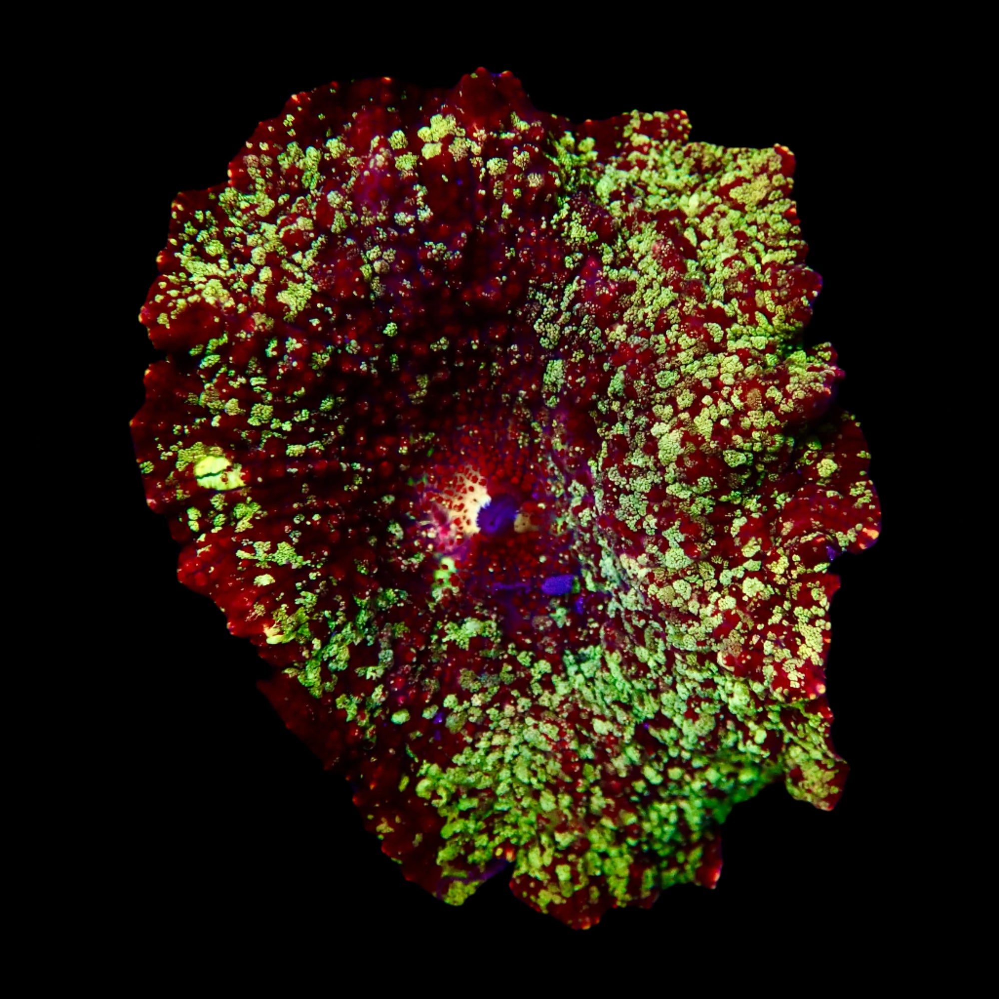 Jaw Breaker Discosoma