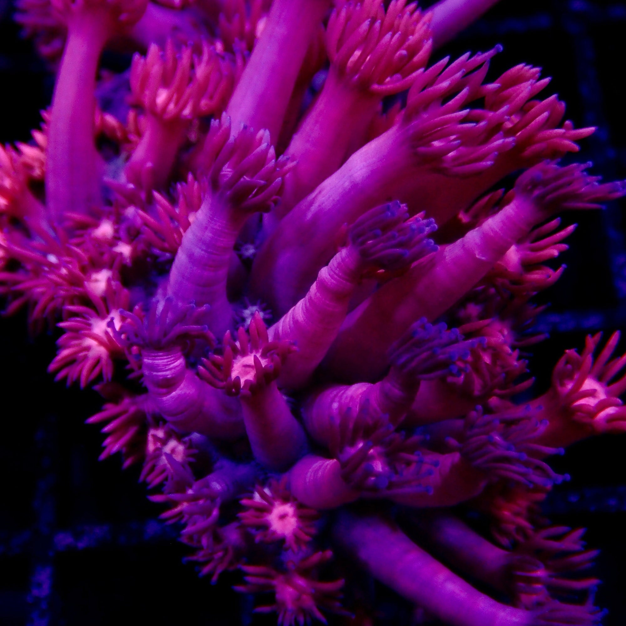 Gionopora Rainbow Frag frag