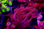 Gionopora Ultra Red Frag
