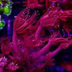 Gionopora Ultra Red Frag