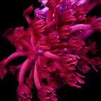 Gionopora Ultra Red Frag frag