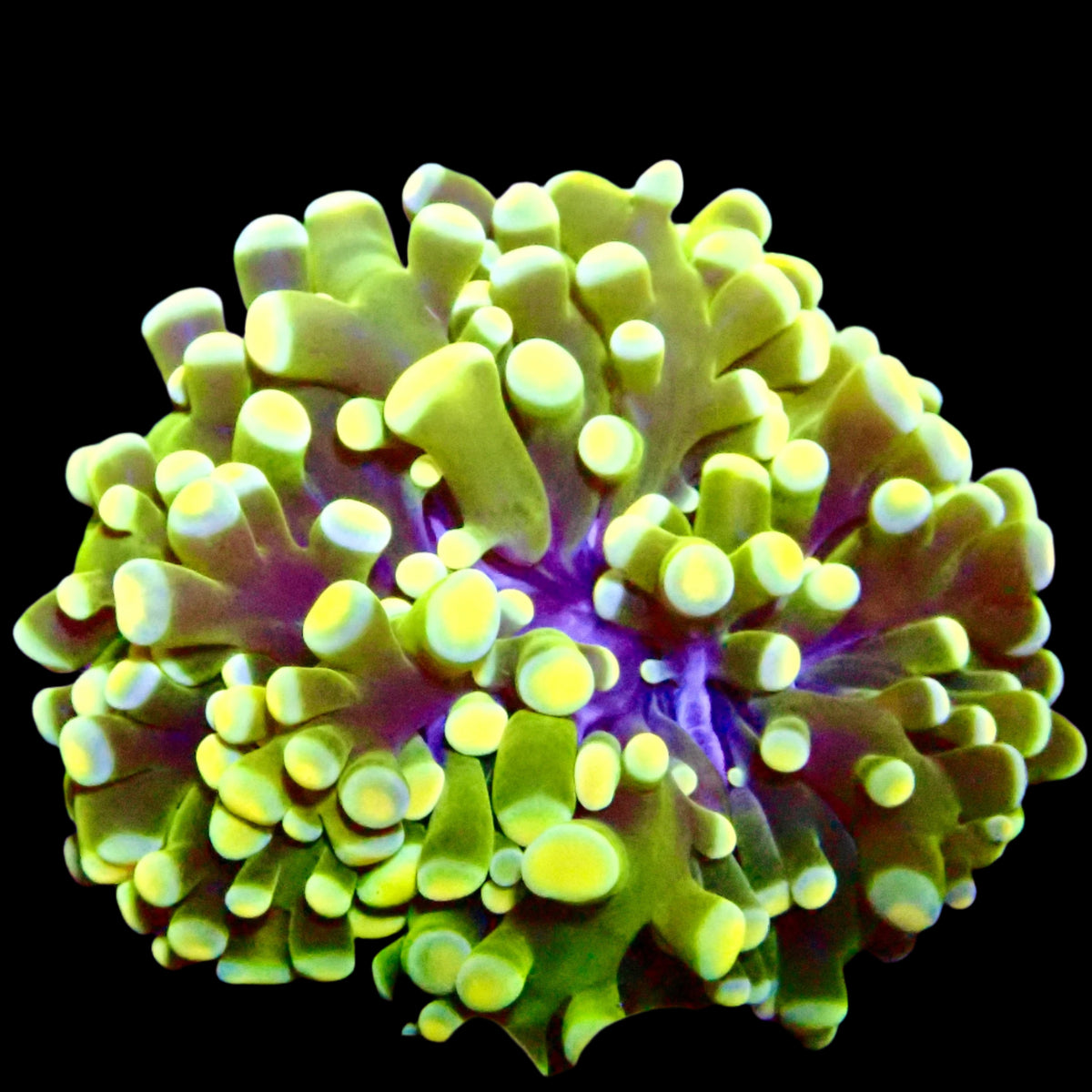 Hybrid Hammer