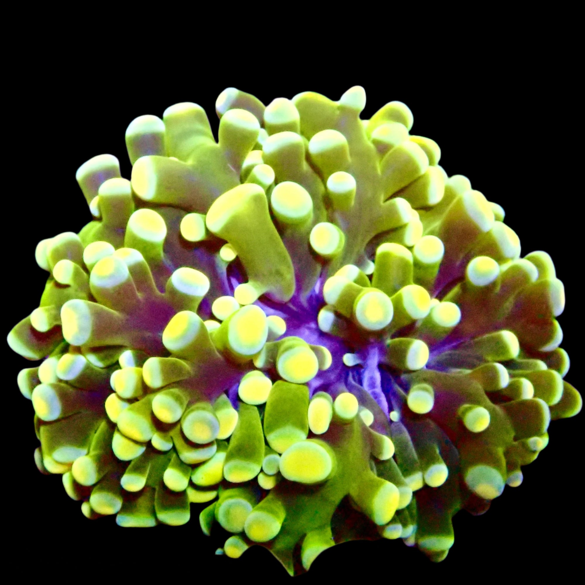 Hybrid Hammer