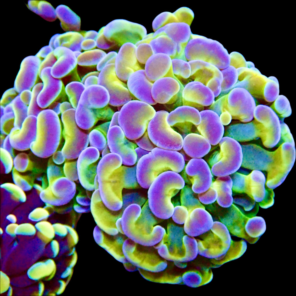 Rainbow Hologram Hammer par tete (per head)