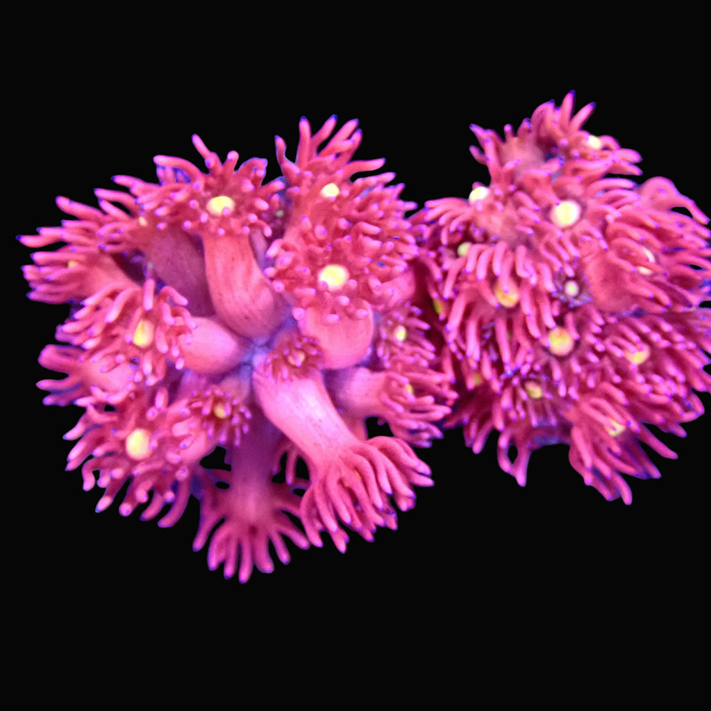 Goniopora Jewel Rainbow tip Frag