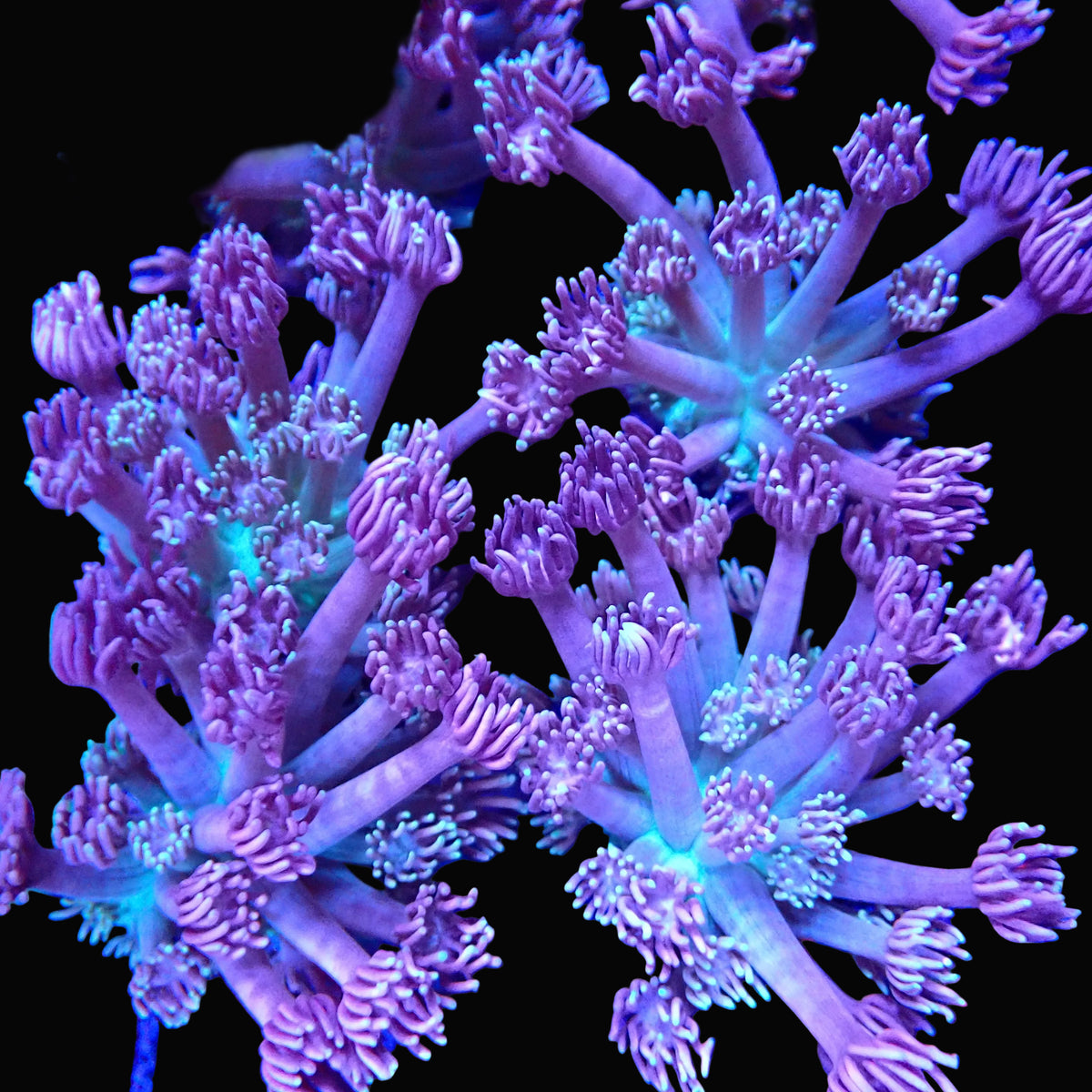Dreamy Goniopora frag — vue d'ensemble des polypes lilas et mauves