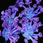 Dreamy Goniopora frag — vue d'ensemble des polypes lilas et mauves