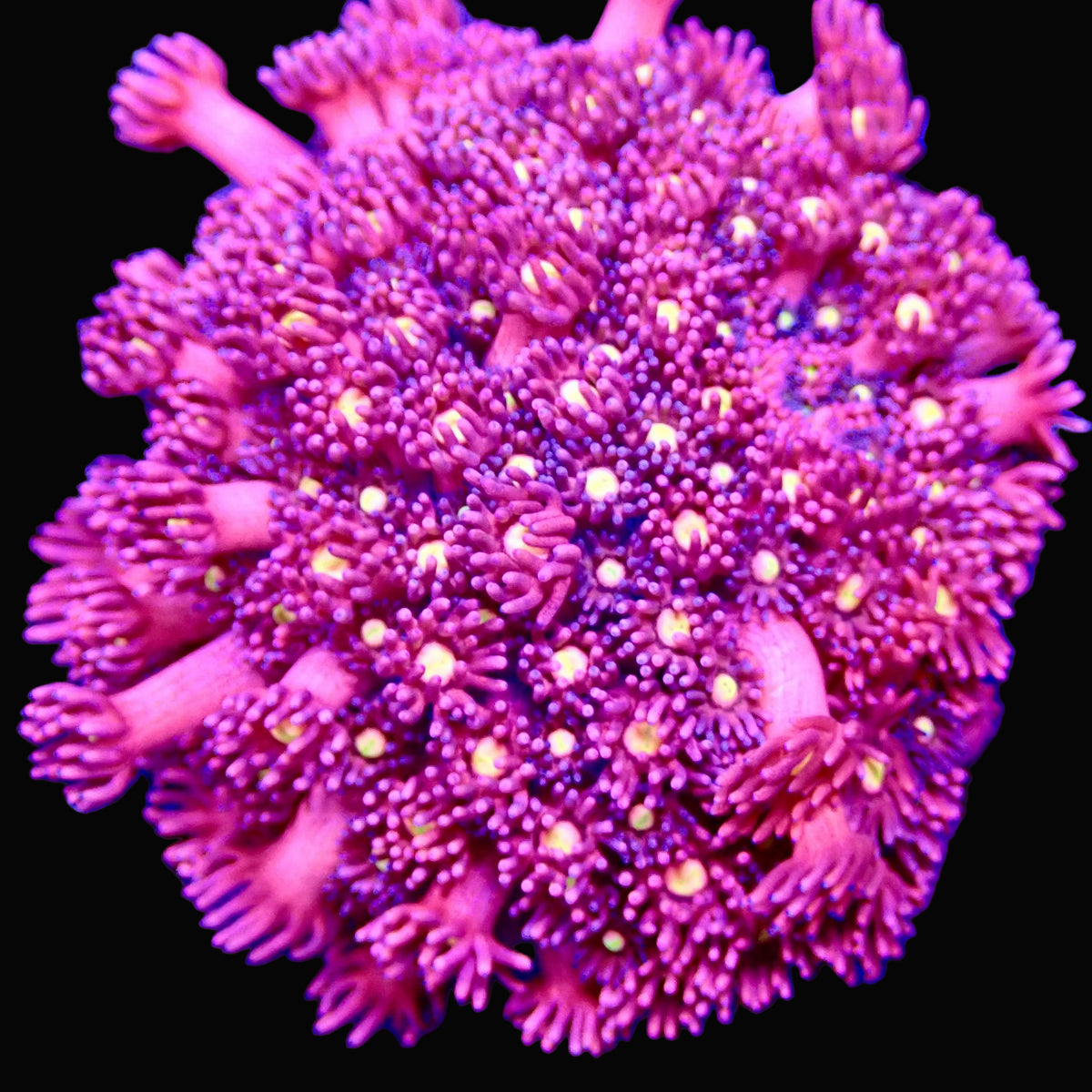 Dragon's Breath Goniopora frag — polypes rose vif et violacés