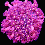 Dragon's Breath Goniopora frag — polypes rose vif et violacés