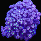 Blue Lagoon Goniopora frag — polypes lilas et mauves avec centres vert fluo
