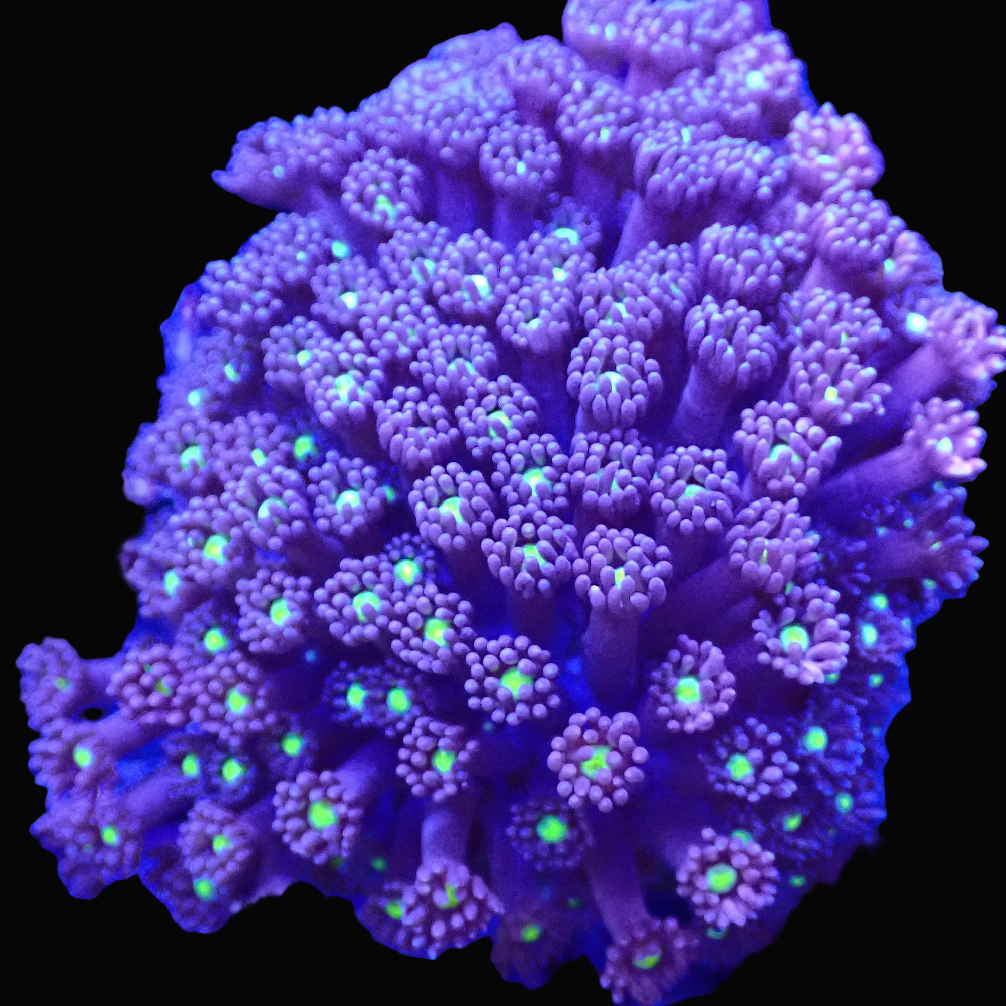 Blue Lagoon Goniopora frag — polypes lilas et mauves avec centres vert fluo
