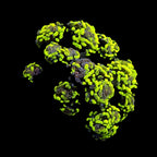 Hammer Green Multi color