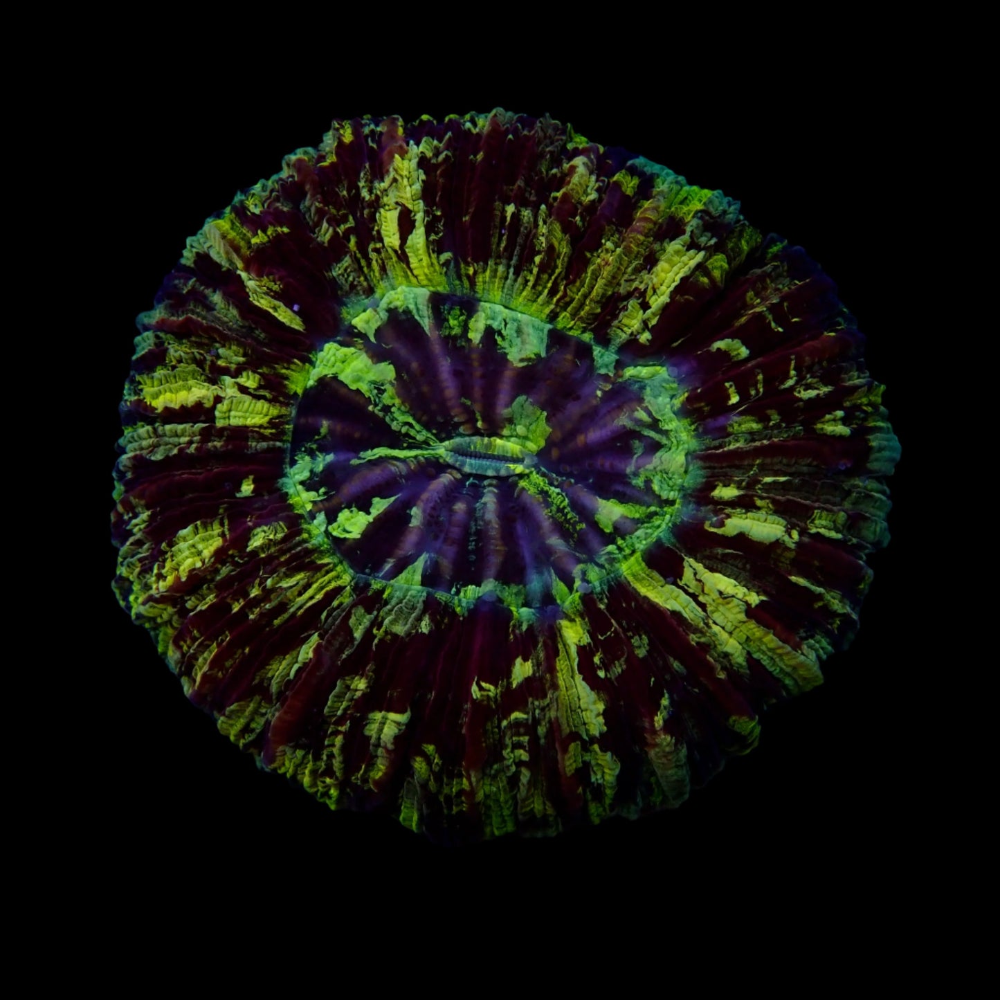 Multicolor Trachyphyllia