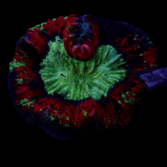 Multicolor Trachyphyllia