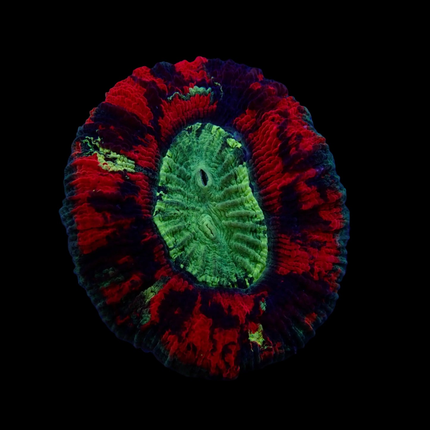 Multicolor Trachyphyllia