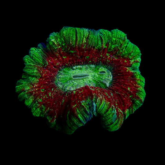 Multicolor Trachyphyllia