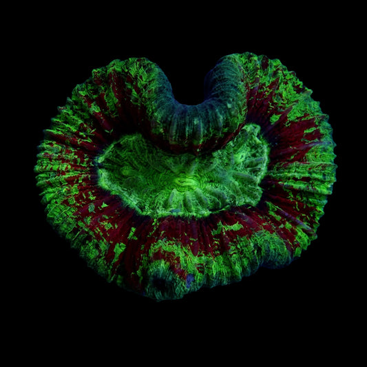 Multicolor Trachyphyllia