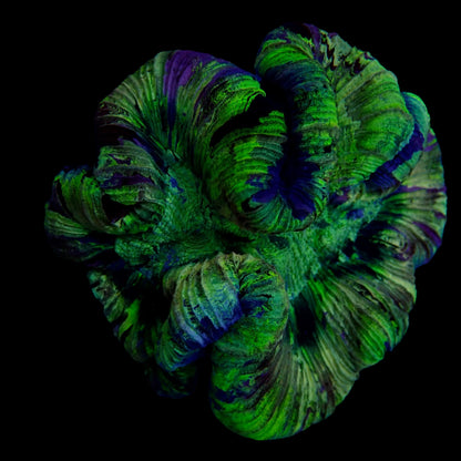 Multicolor Trachyphyllia