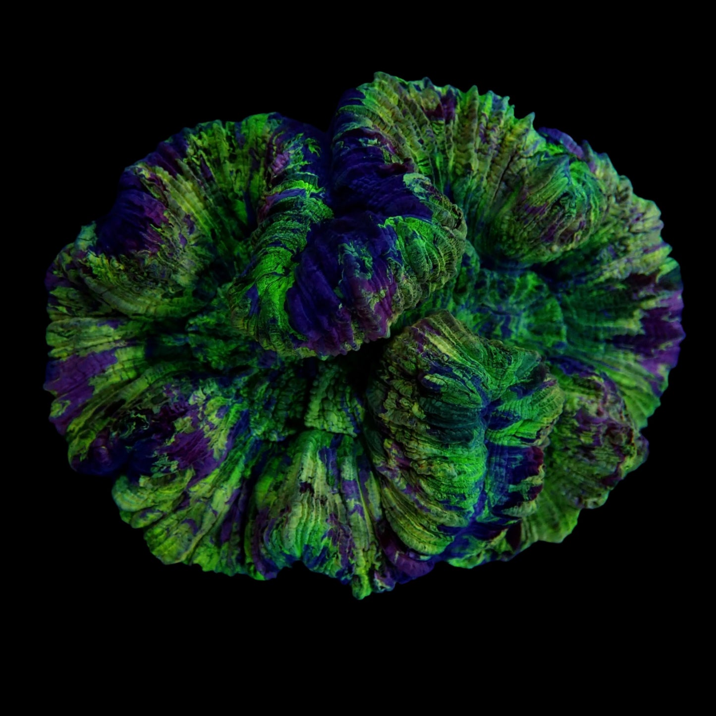 Multicolor Trachyphyllia