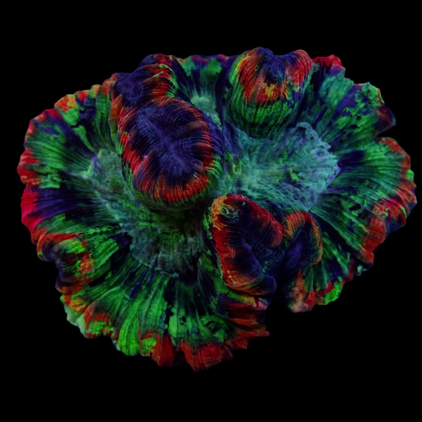 Multicolor Trachyphyllia (