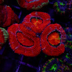 Acanthastrea Lordhowensis Ultra frag