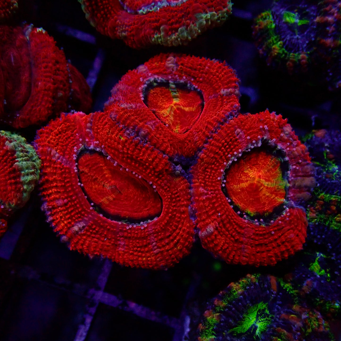 Acanthastrea Lordhowensis Ultra frag