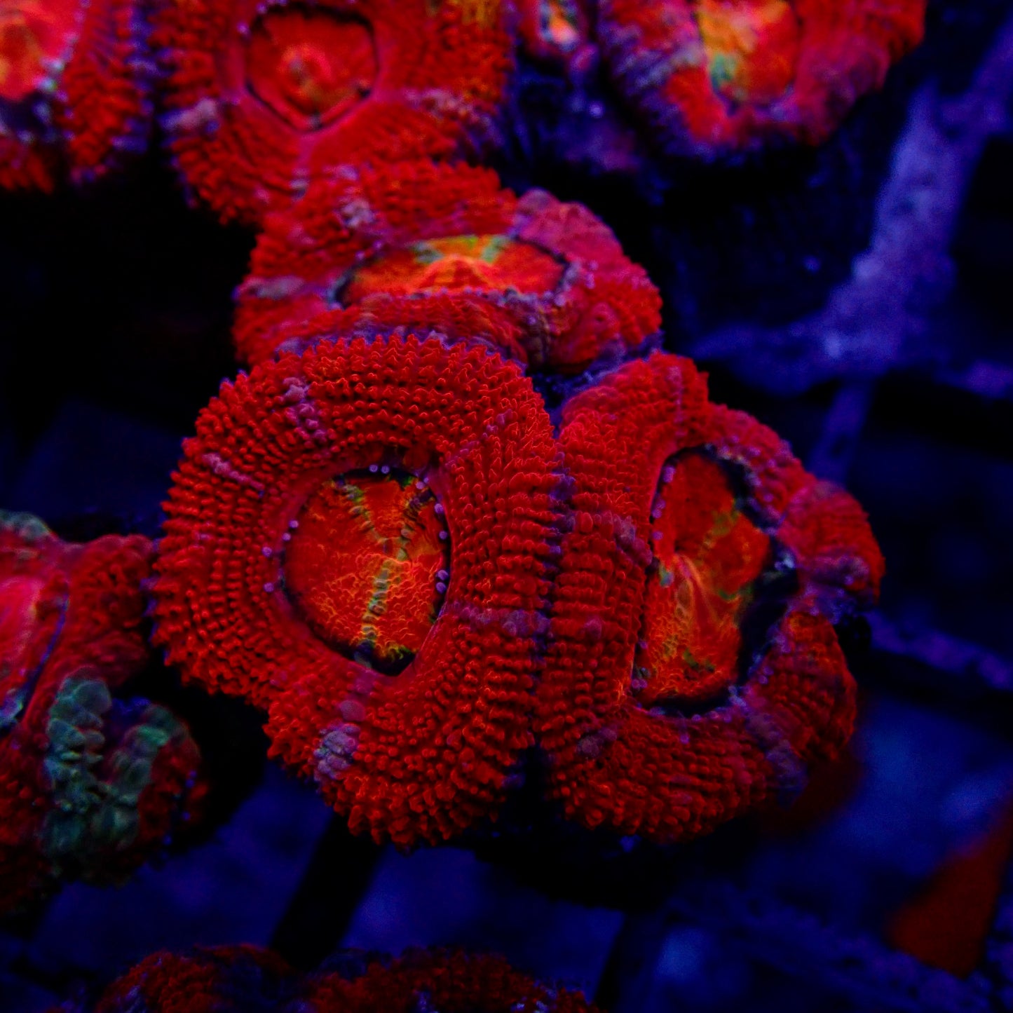 Acanthastrea Lordhowensis Ultra frag