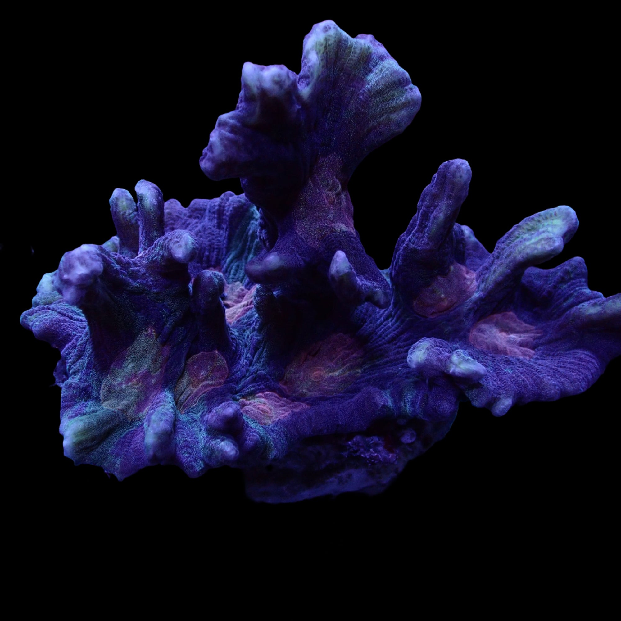 Pectinia Colony