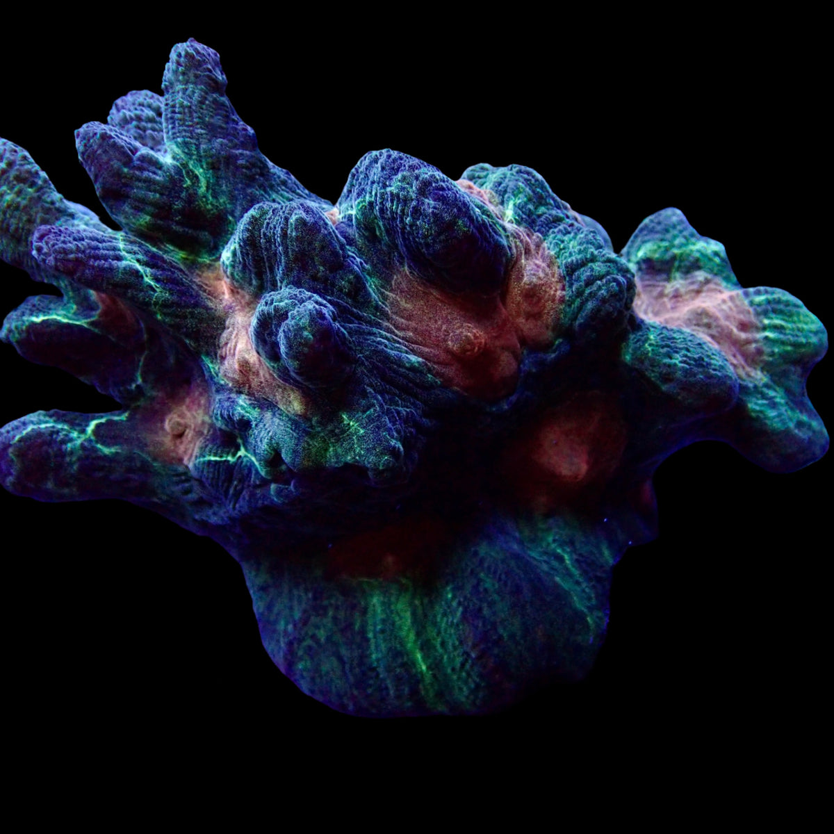 Pectinia Colony