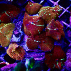 Red Water Melon Disco par tete